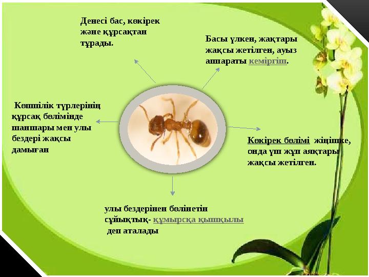 Энн Хэчемен порно Ыстық жетілген әйелдердің фотосуреттері