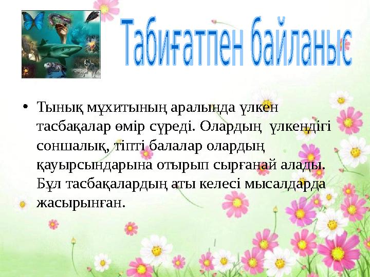 • Тынық мұхитының аралында үлкен тасбақалар өмір сүреді. Олардың үлкендігі соншалық, тіпті балалар олардың қауырсындарына от