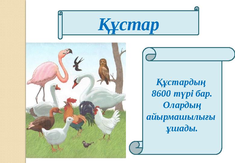 Құстар Құстардың 8600 түрі бар. Олардың айырмашылығы ұшады.