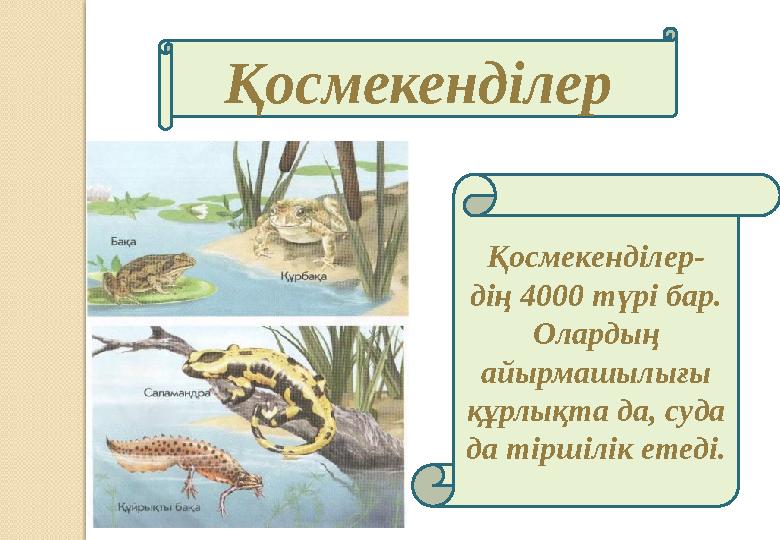 Қосмекенділер Қосмекенділер- дің 4000 түрі бар. Олардың айырмашылығы құрлықта да, суда да тіршілік етеді.