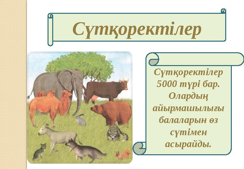 Сүтқоректілер Сүтқоректілер 5000 түрі бар. Олардың айырмашылығы балаларын өз сүтімен асырайды.