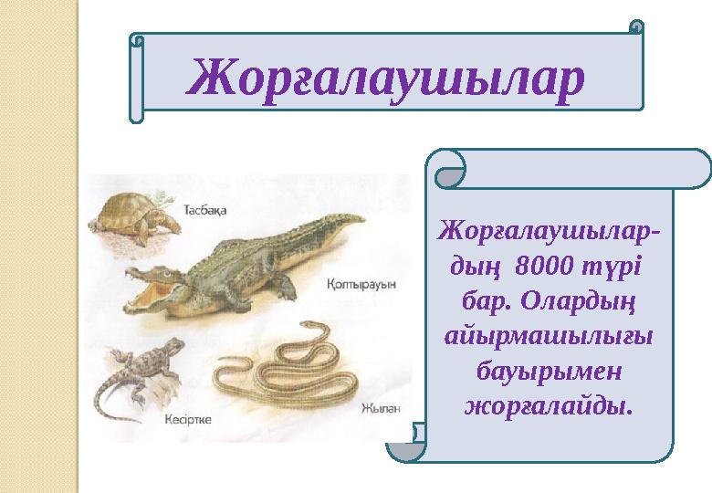 Жорғалаушылар Жорғалаушылар- дың 8000 түрі бар. Олардың айырмашылығы бауырымен жорғалайды.