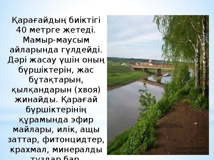 Қарағайдың биіктігі 40 метрге жетеді. Мамыр-маусым айларында гүлдейді. Дәрі жасау үшін оның бүршіктерін, жас бұтақтарын,