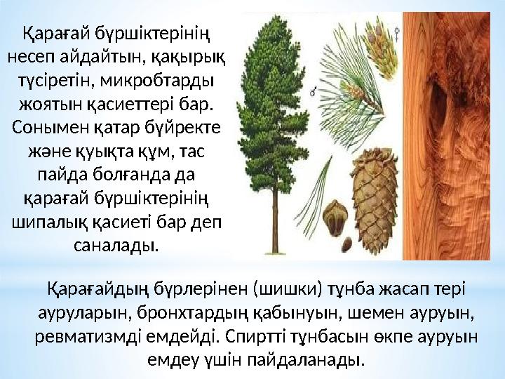 Қарағайдың бүрлерінен (шишки) тұнба жасап тері ауруларын, бронхтардың қабынуын, шемен ауруын, ревматизмді емдейді. Спиртті тұн