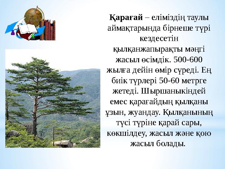 Қарағай – еліміздің таулы аймақтарында бірнеше түрі кездесетін қылқанжапырақты мәңгі жасыл өсімдік. 500-600 жылға дейін өмі