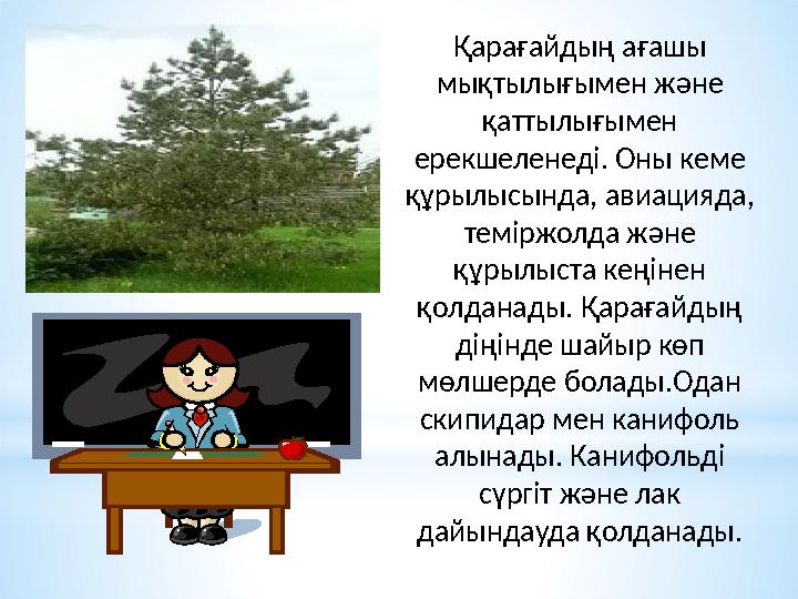 Қарағайдың ағашы мықтылығымен және қаттылығымен ерекшеленеді. Оны кеме құрылысында, авиацияда, теміржолда және құрылыста к