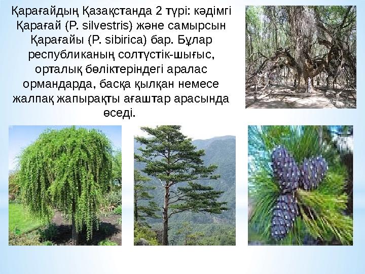 Қарағайдың Қазақстанда 2 түрі: кәдімгі Қарағай (P. sіlvestrіs) және самырсын Қарағайы (P. sіbіrіca) бар. Бұлар республиканың