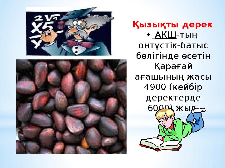 Қызықты дерек • АҚШ-тың оңтүстік-батыс бөлігінде өсетін Қарағай ағашының жасы 4900 (кейбір деректерде 6000) жыл.