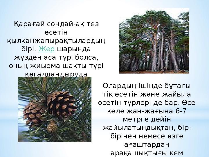 Қарағай сондай-ақ тез өсетін қылқанжапырақтылардың бірі. Жер шарында жүзден аса түрі болса, оның жиырма шақты түрі көгалда