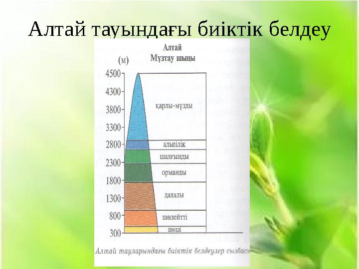 Алтай тауындағы биіктік белдеу