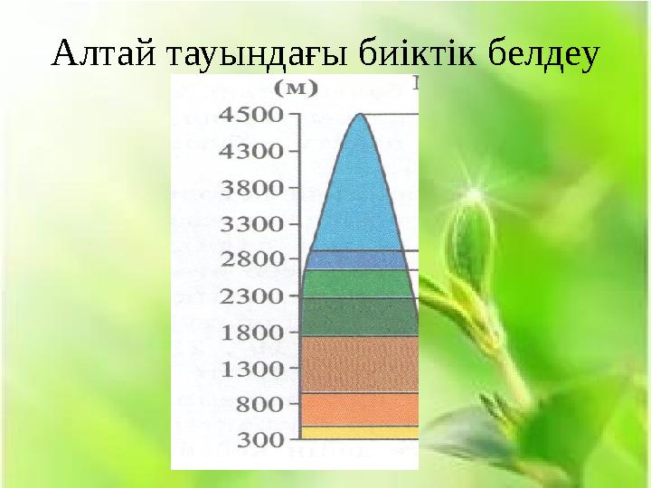 Алтай тауындағы биіктік белдеу