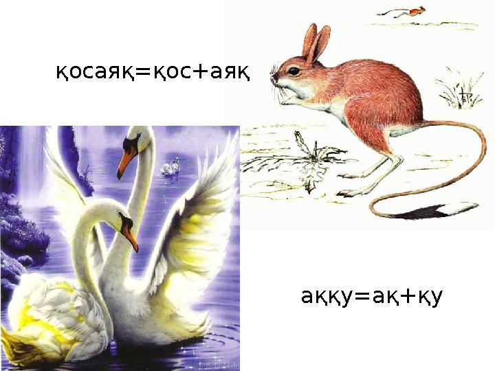 қосаяқ=қос+аяқ аққу=ақ+қу