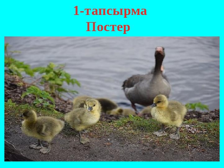 1-тапсырма Постер