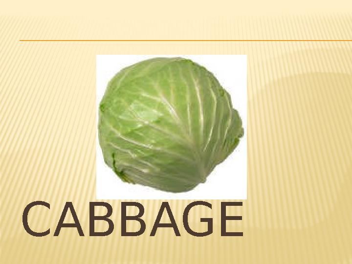CABBAGE