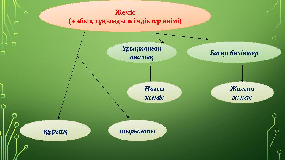 Жеміс (жабық тұқымды өсімдіктер өнімі) Ұрықтанған аналық Басқа бөліктер Нағыз жеміс Жалған жеміс құрғақ шырышты