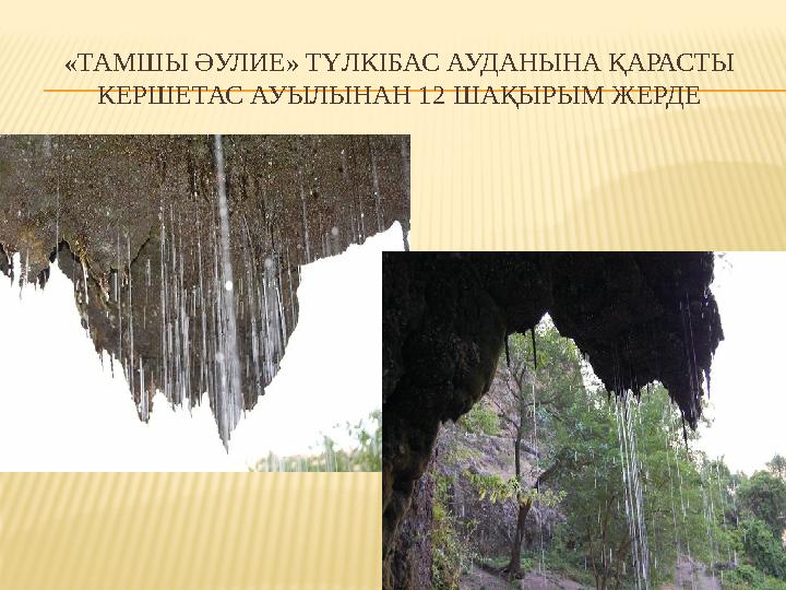 «ТАМШЫ ӘУЛИЕ» ТҮЛКІБАС АУДАНЫНА ҚАРАСТЫ КЕРШЕТАС АУЫЛЫНАН 12 ШАҚЫРЫМ ЖЕРДЕ