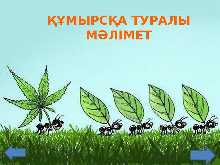 ҚҰМЫРСҚА ТУРАЛЫ МӘЛІМЕТ