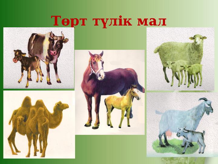 Төрт түлік мал