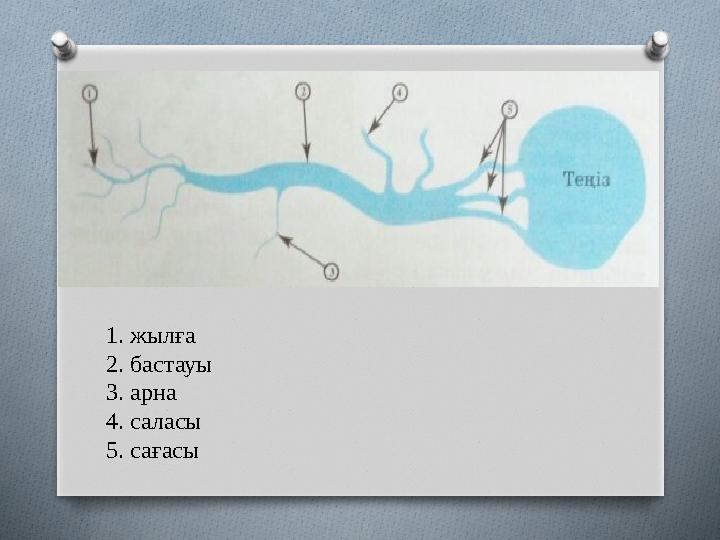 1. жылға 2. бастауы 3. арна 4. саласы 5. сағасы