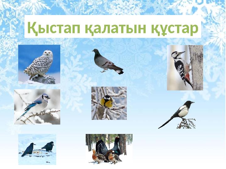 Қыстап қалатын құстар
