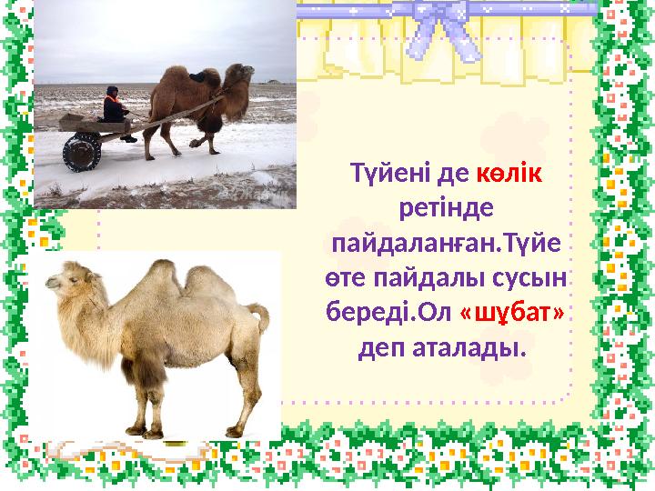 Түйені де көлік ретінде пайдаланған.Түйе өте пайдалы сусын береді.Ол «шұбат» деп аталады.