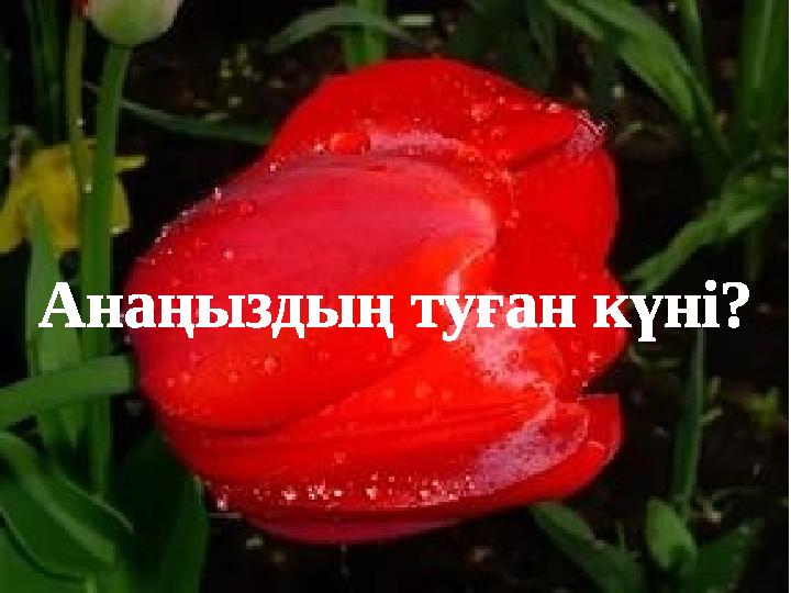 Анаңыздың туған күні?