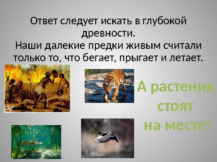 Ответ следует искать в глубокой древности. Наши далекие предки живым считали только то, что бегает, прыгает и летает. А растен