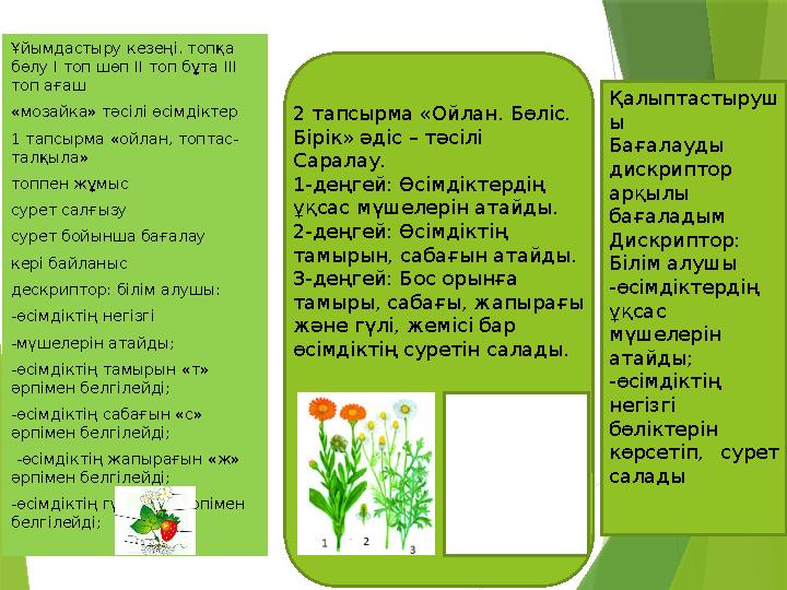 Ұйымдастыру кезеңі. топқа бөлу І топ шөп ІІ топ бұта ІІІ топ ағаш «мозайка» тәсілі өсімдіктер 1 тапсырма «ойл