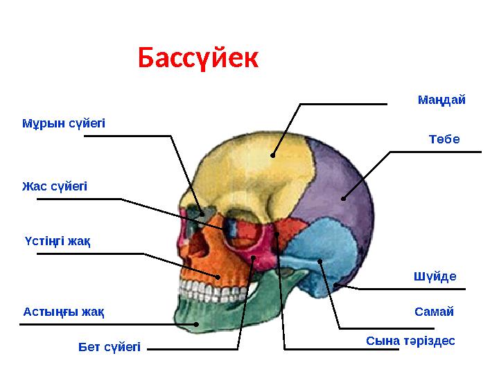 Жас сүйегі Мұрын сүйегі Маңдай Төбе Шүйде Самай Сына тәріздес Бет сүйегі Астыңғы жақ Үстіңгі жақ Бассүйек