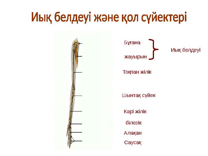 Бұғана жауырын Тоқпан жілік Шынтақ сүйек Кәрі жілік білезік Алақан Саусақ Иық белдеуі