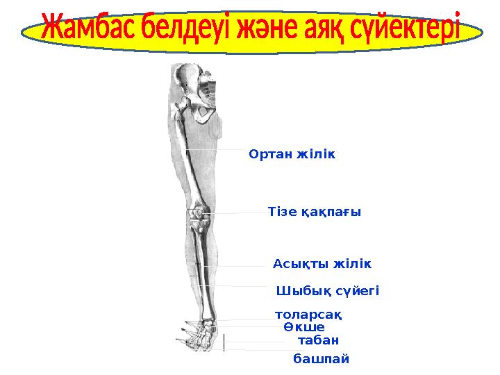 Ортан жілік Тізе қақпағы Асықты жілік Шыбық сүйегі толарсақ Өкше табан башпай