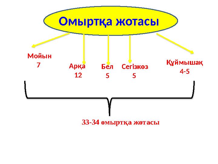 Омыртқа жотасы Мойын 7 Арқа 12 Бел 5 Сегізкөз 5 Құймышақ 4-5 33-34 омыртқа жотасы