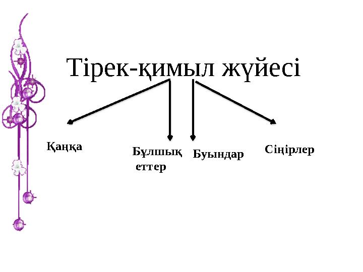 Тірек-қимыл жүйесі Қаңқа Бұлшық еттер Буындар Сіңірлер