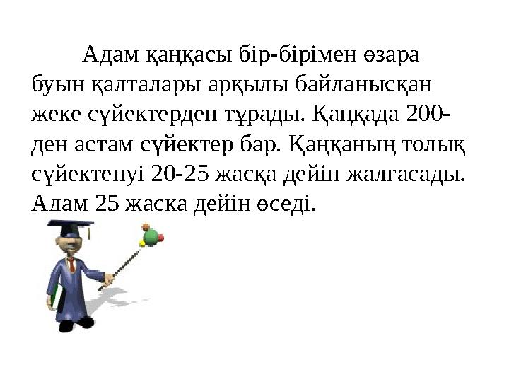 Адам қаңқасы бір-бірімен өзара буын қалталары арқылы байланысқан жеке сүйектерден тұрады. Қаңқада 200- ден астам сүйектер бар.