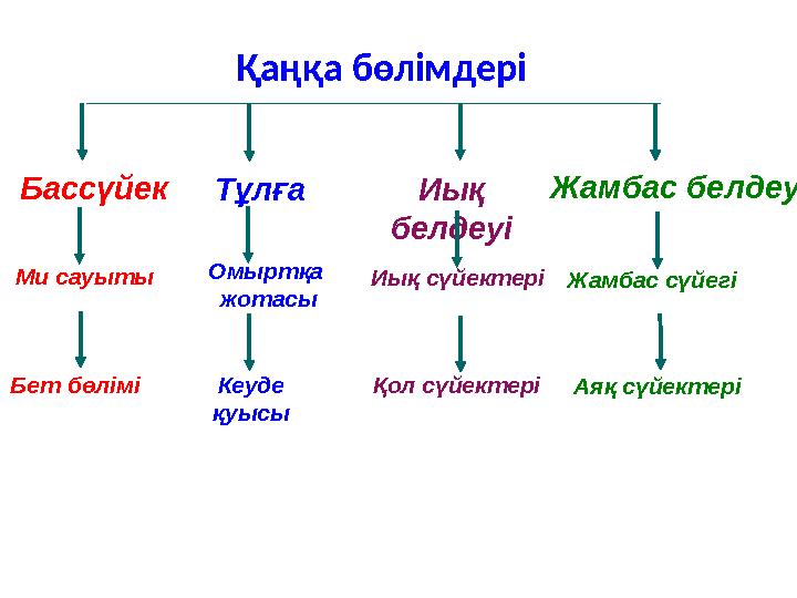 Ми сауыты Бет бөлімі Омыртқа жотасы Кеуде қуысы Иық сүйектері Қол сүйектері Жамбас сүйегі Аяқ сүйектері Бассүйек Тұлға Иық бе