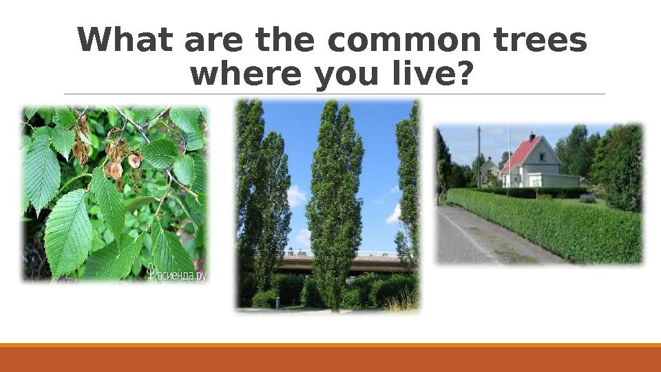 What are the common trees where you live?