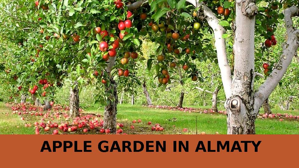 APPLE GARDEN IN ALMATY