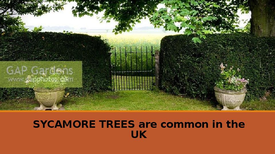 SYCAMORE TREES are common in the UK