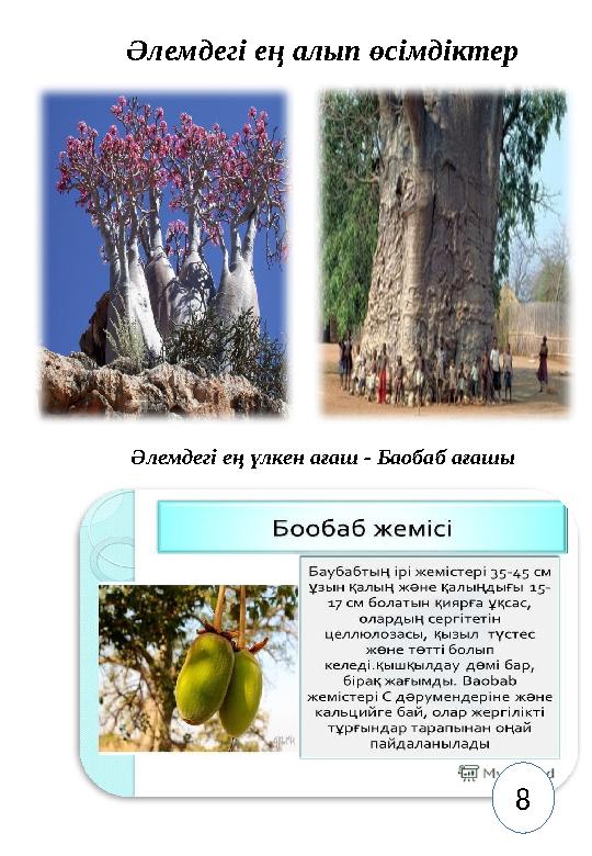 Әлемдегі ең алып өсімдіктер Әлемдегі ең үлкен ағаш - Баобаб ағашы 8