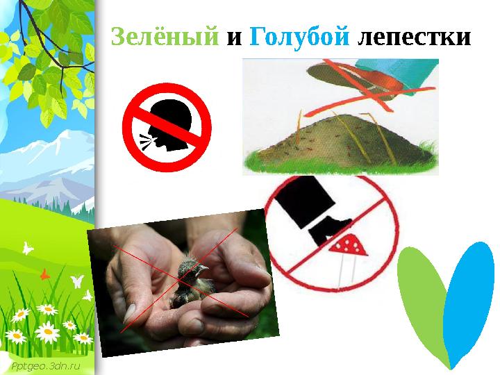 Pptgeo.3dn.ru Зелёный и Голубой лепестки