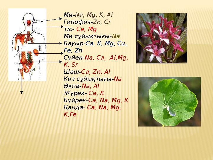 Ми- Na, Mg, K, Al Гипофиз- Zn, Cr Тіс- Ca, Mg Ми сұйықтығы- Na Бауыр- Ca, K, Mg, Cu, Fe, Zn Сүйек- Na, Ca, Al,Mg, K, Sr Шаш