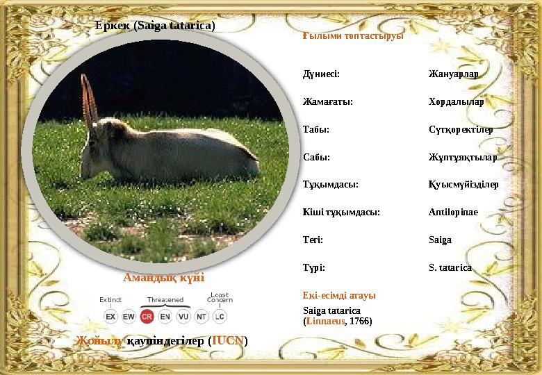 Ғылыми топтастыруы Дүниесі: Жануарлар Жамағаты: Хордалылар Табы: Сүтқоректілер Сабы: Жұптұяқтылар Тұқымдасы: Қуысмүйізділер