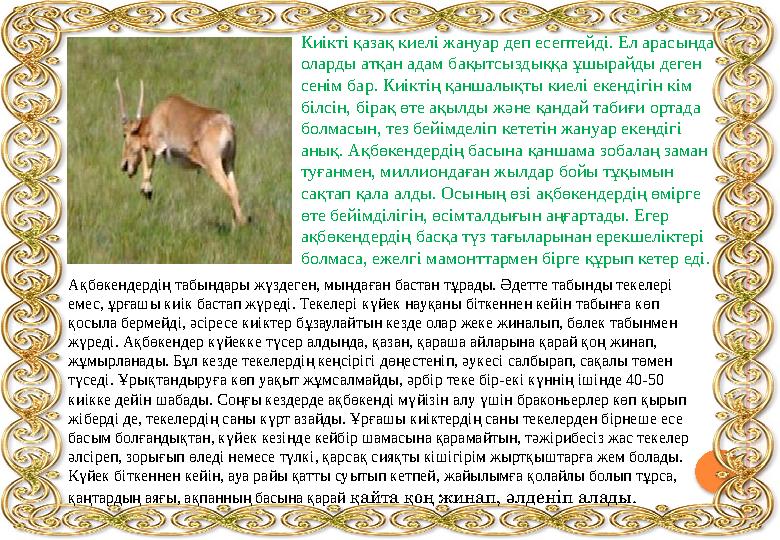 Киікті қазақ киелі жануар деп есептейді. Ел арасында оларды атқан адам бақытсыздыққа ұшырайды деген сенім бар. Киіктің қан