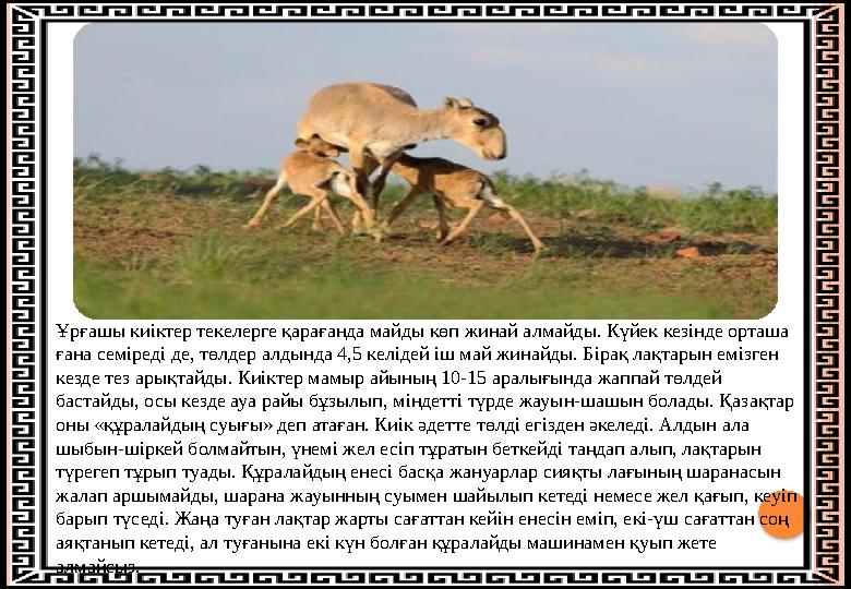 Ұрғашы киіктер текелерге қарағанда майды көп жинай алмайды. Күйек кезінде орташа ғана семіреді де, төлдер алдында 4,5 келід