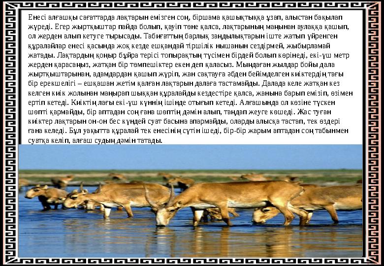 Енесі алғашқы сағаттарда лақтарын емізген соң, біршама қашықтыққа ұзап, алыстан бақылап жүреді. Егер жыртқыштар пайда болып