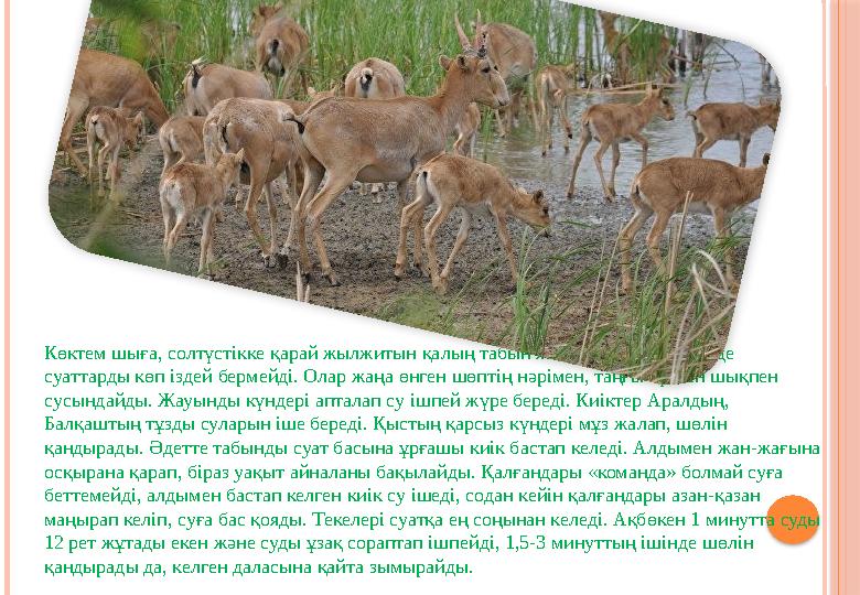 Көктем шыға, солтүстікке қарай жылжитын қалың табын жылдың бұл мезгілінде суаттарды көп іздей бермейді. Олар жаңа өнген шөп