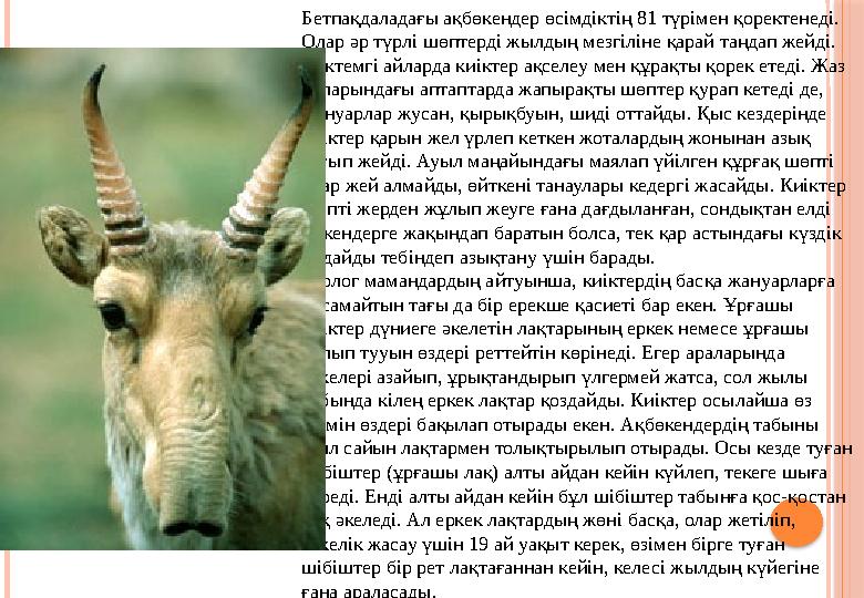Бетпақдаладағы ақбөкендер өсімдіктің 81 түрімен қоректенеді. Олар әр түрлі шөптерді жылдың мезгіліне қарай таңдап жейді. К