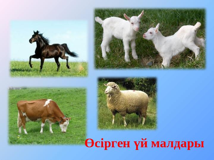 Өсірген үй малдары