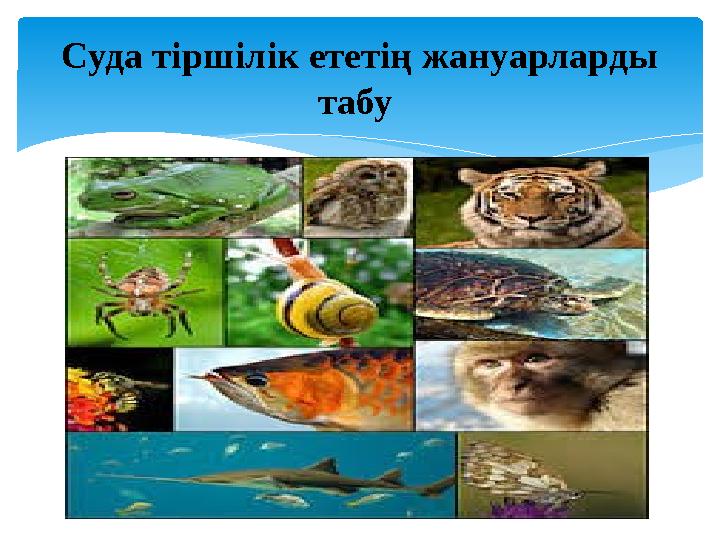 Суда тіршілік ететің жануарларды табу