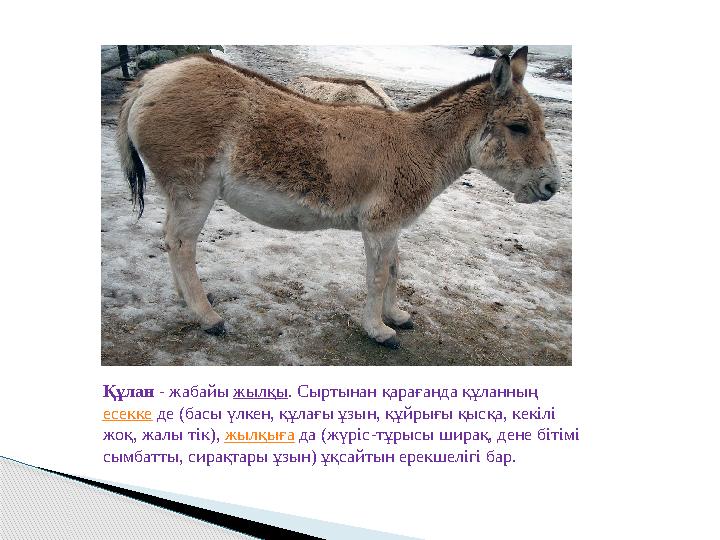 Құлан - жабайы жылқы. Сыртынан қарағанда құланның есекке де (басы үлкен, құлағы ұзын, құйрығы қысқа, кекілі жоқ, жалы тік)